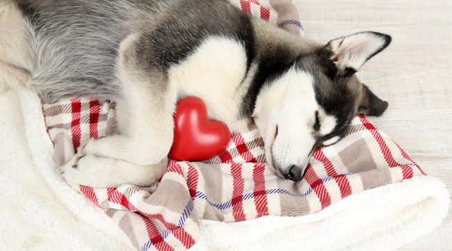 Be on guard for your dog's heart