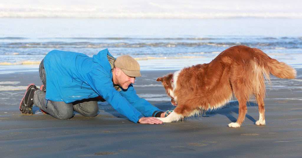 Golden Oldies—Improving Your Senior Dog's Daily Life - Vet in