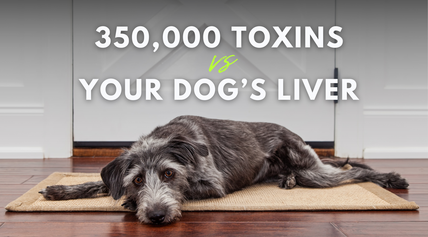 350,000 New Toxins vs. Your Dog's Liver