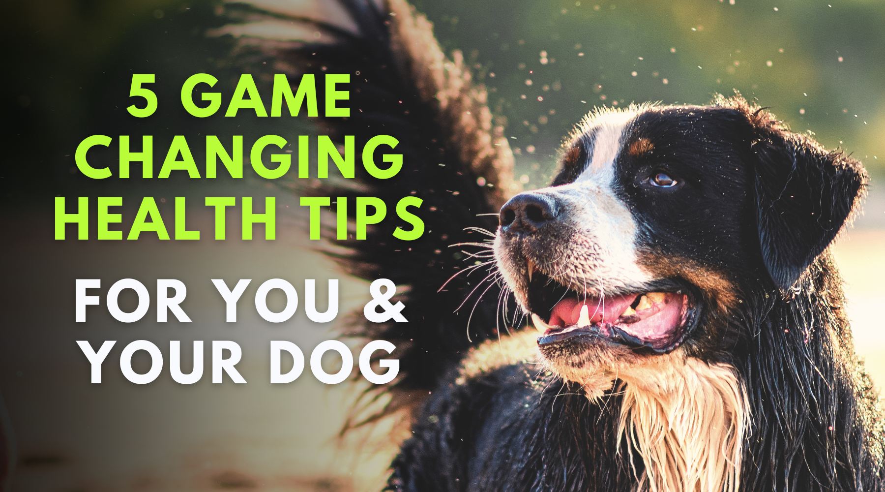 5 Game-Changing Health Tips for You and Your Dog