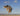 Dog with a perianal tumour jumping