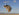 Dog with a perianal tumour jumping
