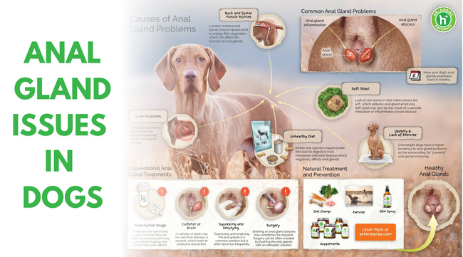 Anal Gland Problems in Dogs - Natural Treatment and Prevention