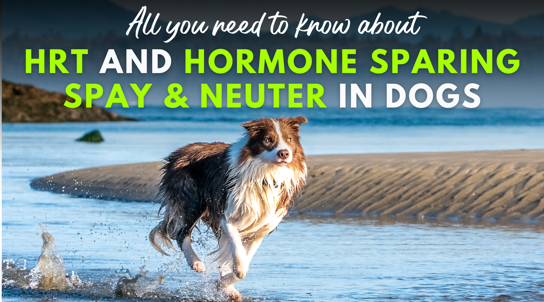 All You Need to Know about Hormone Replacement Therapy and Hormone Sparing Spay and Neuter in Dogs