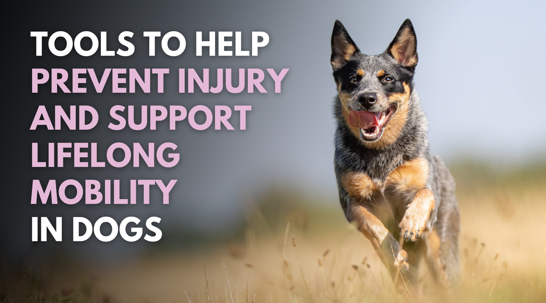 Tools to Help Prevent Injury and Support Lifelong Mobility in Dogs