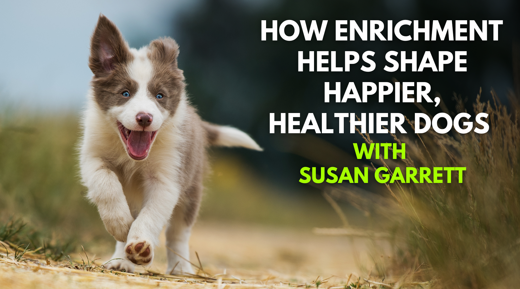 How Enrichment Helps Shape Happier, Healthier Dogs with Susan Garrett