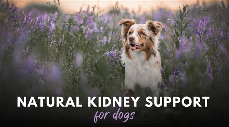 Natural Kidney Support for Dogs
