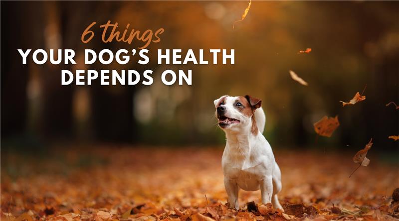 6 Things Your Dog’s Health Depends on