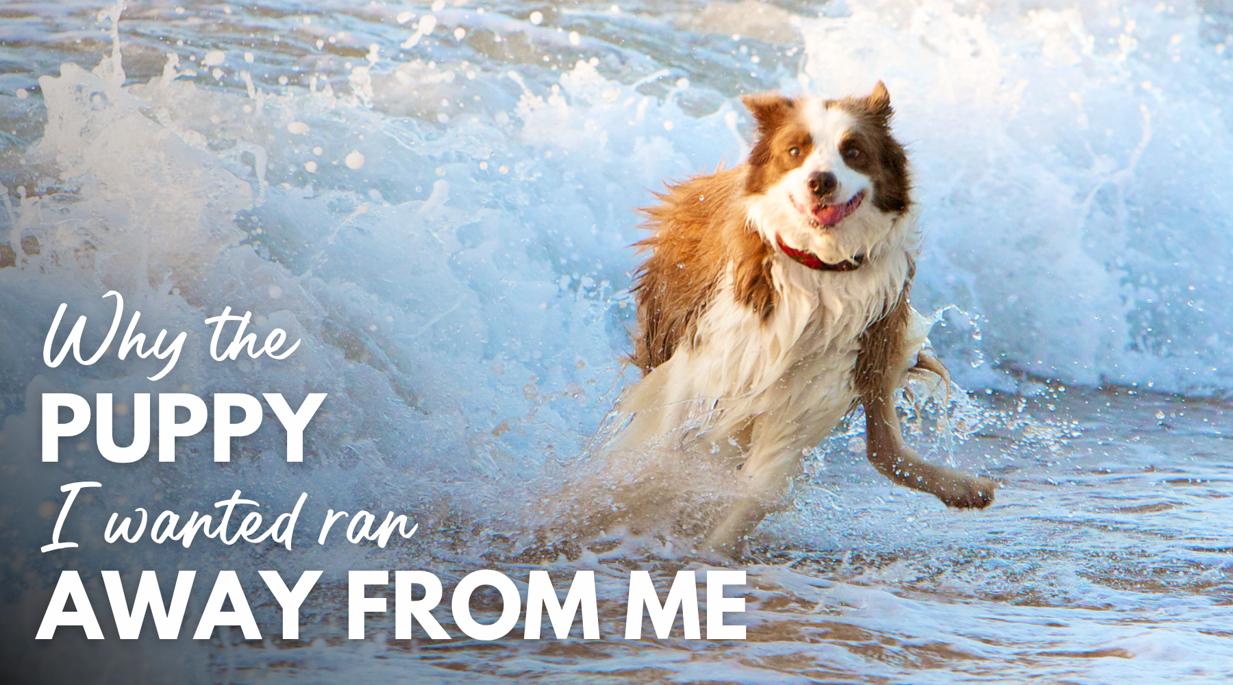 Why the puppy I wanted ran away from me