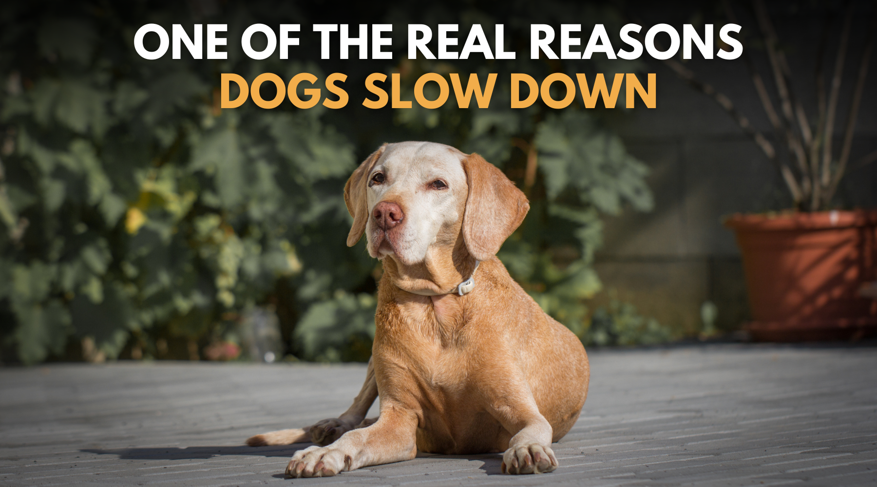 One of the Real Reasons Dogs Slow Down