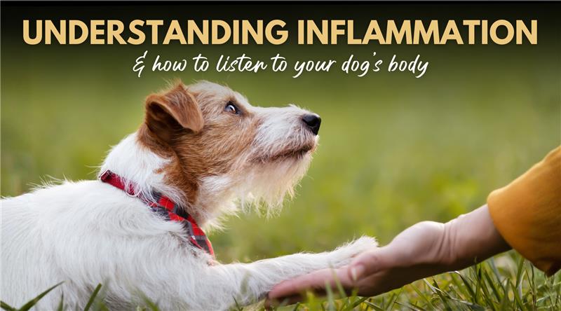 Understanding Inflammation & How to Listen to Your Dog’s Body