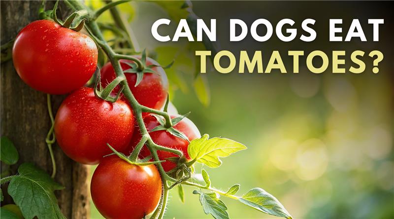 Can dogs eat tomatoes?
