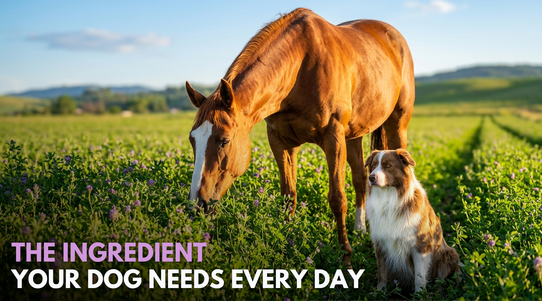 Alfa, Alfalfa, and the Ingredient Your Dog Needs Every Day