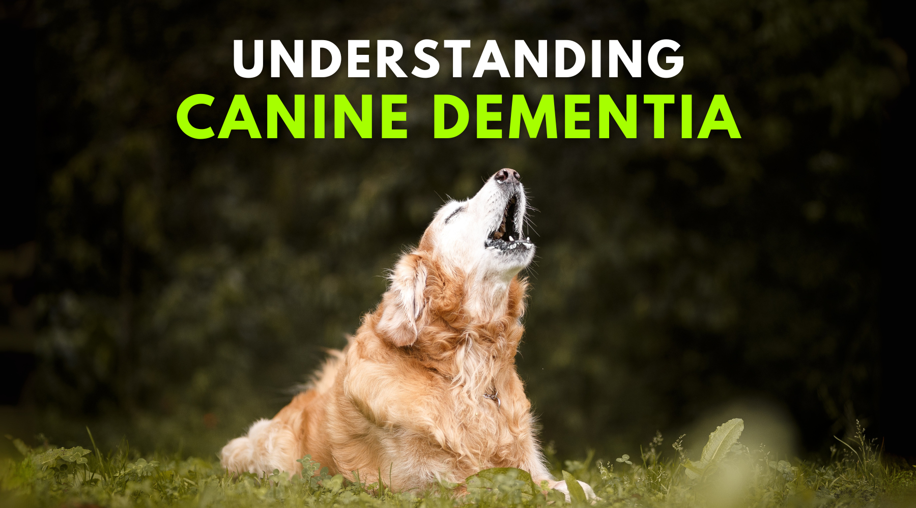 Understanding Canine Dementia