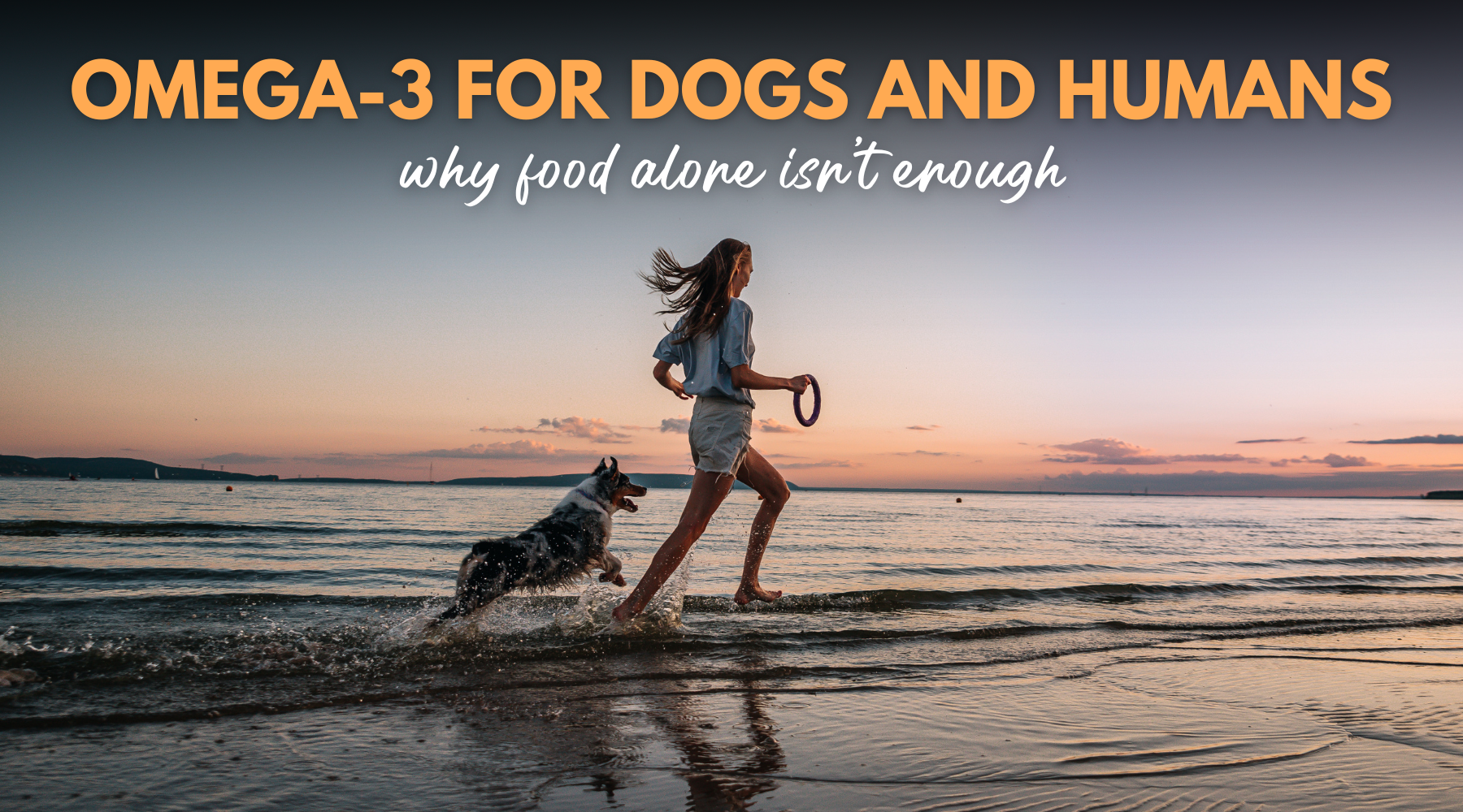 Omega-3 for Dogs and Humans: Why Food Alone Isn’t Enough