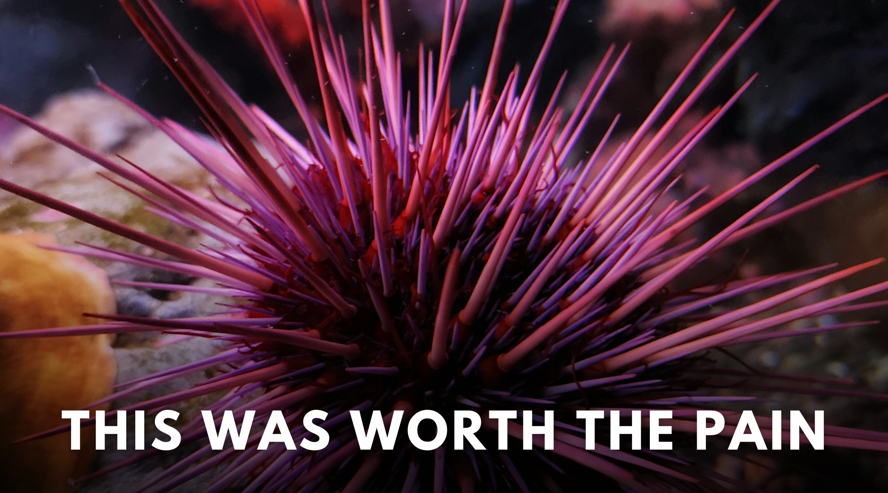 This was worth the pain