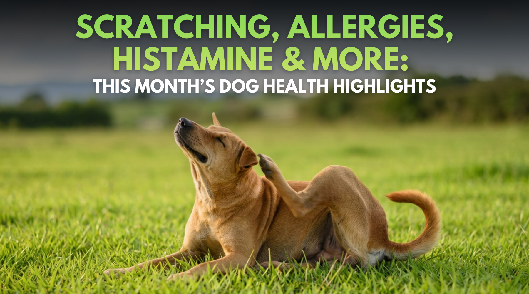 Scratching, Allergies, Histamine & More: This Month’s Dog Health Highlights
