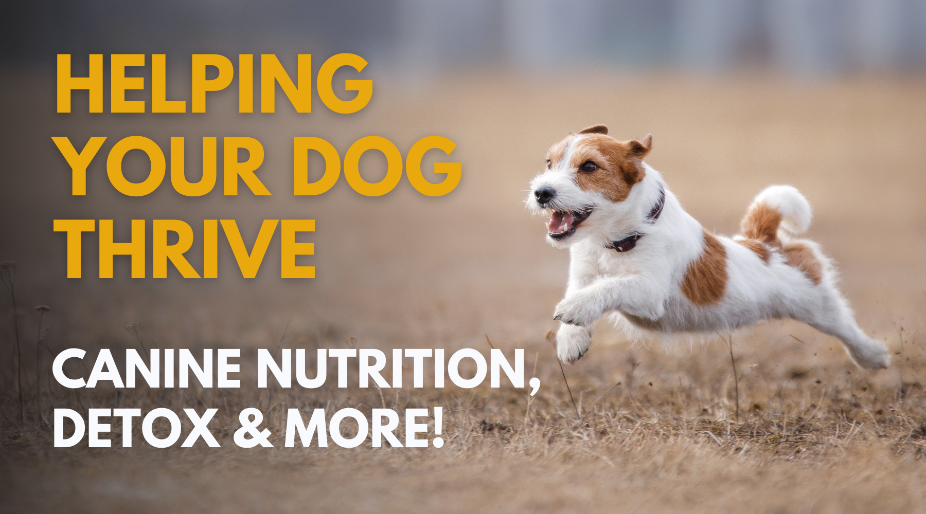 Helping Your Dog Thrive: Canine Nutrition, Detox & More!