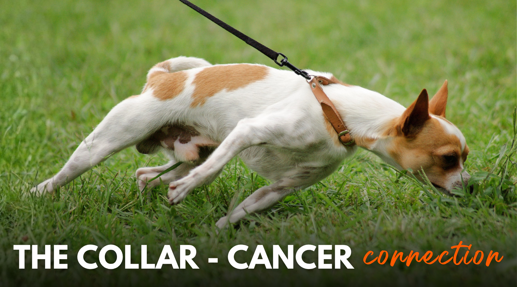 The Collar–Cancer Connection: What I Have Seen for 20 Years, and What Science Just Confirmed