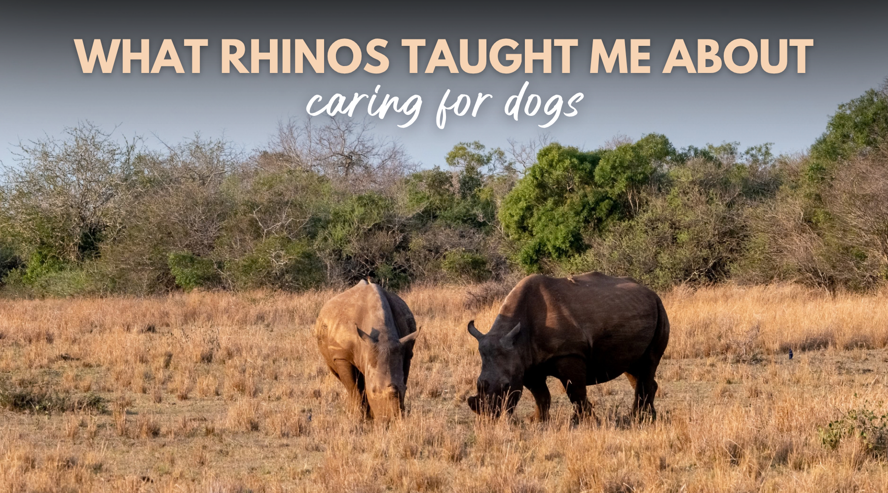 Dr. Dobias in Africa: What Rhinos Taught Me About Caring for Dogs