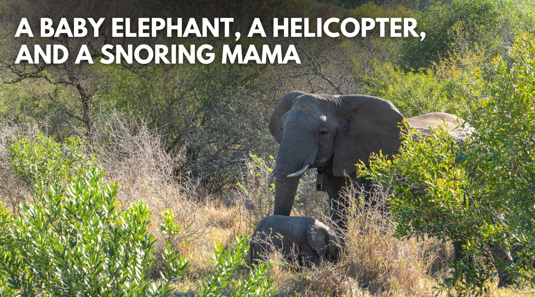 Dr. Dobias in Africa: A Baby Elephant, a Helicopter and a Snoring Mama