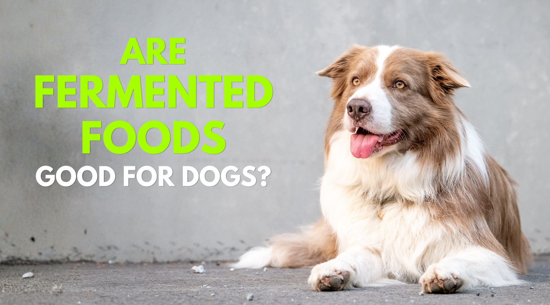 Are Fermented Foods Good for Dogs? A Veterinarian Explains
