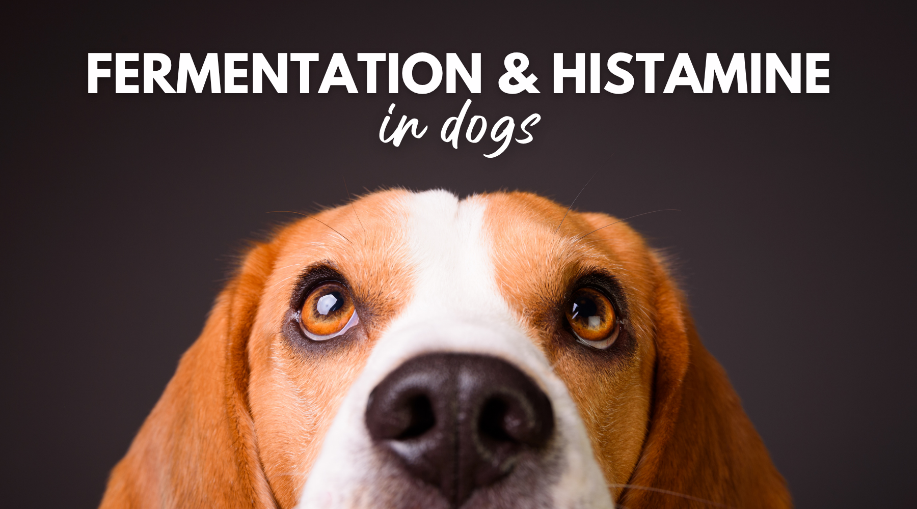 Fermentation and Histamine in Dogs: Is it Good, Great, or Evil?