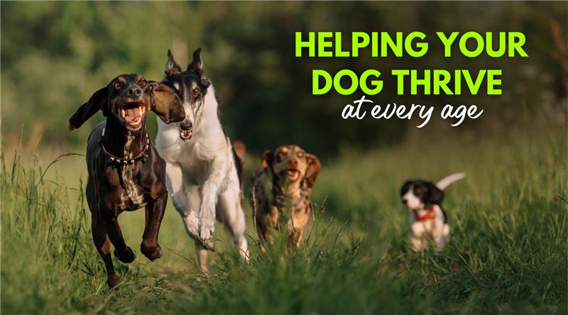 Helping Your Dog Thrive at Every Age