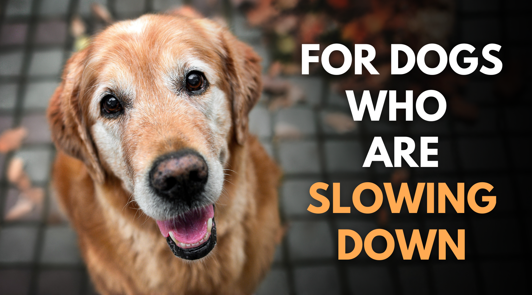 For Dogs Who Are Slowing Down: A Simple Place to Start