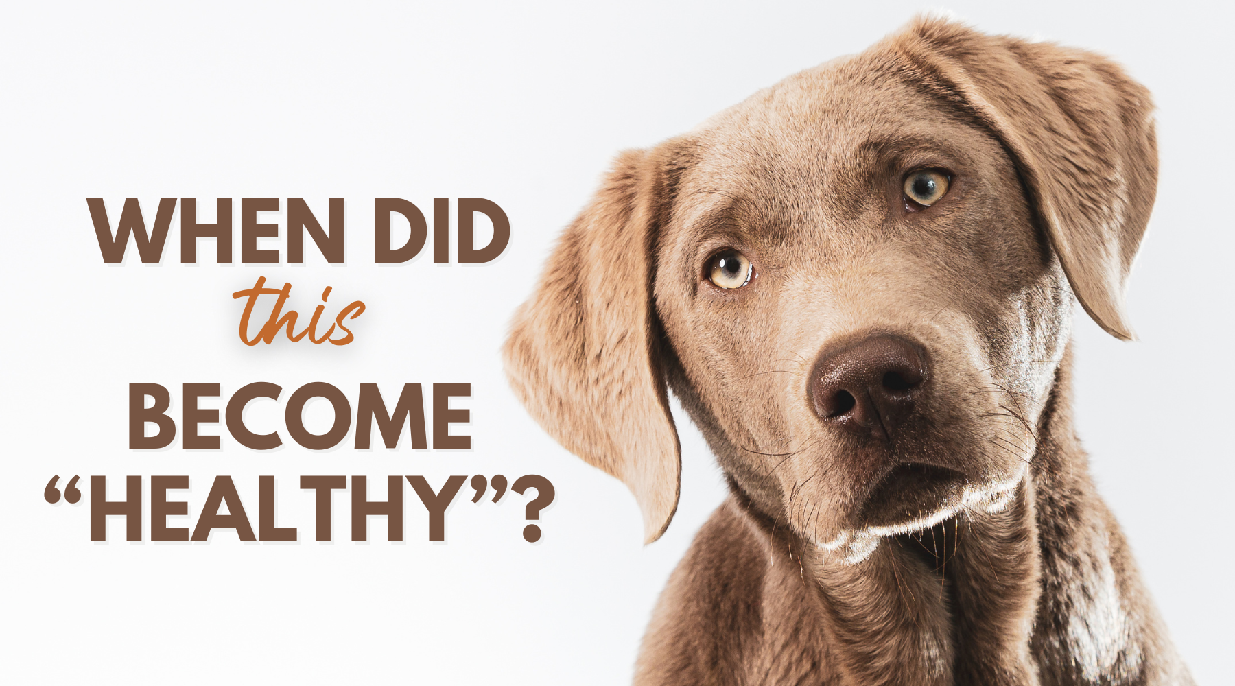 Are Prescription Drugs Really Healing Our Dogs?
