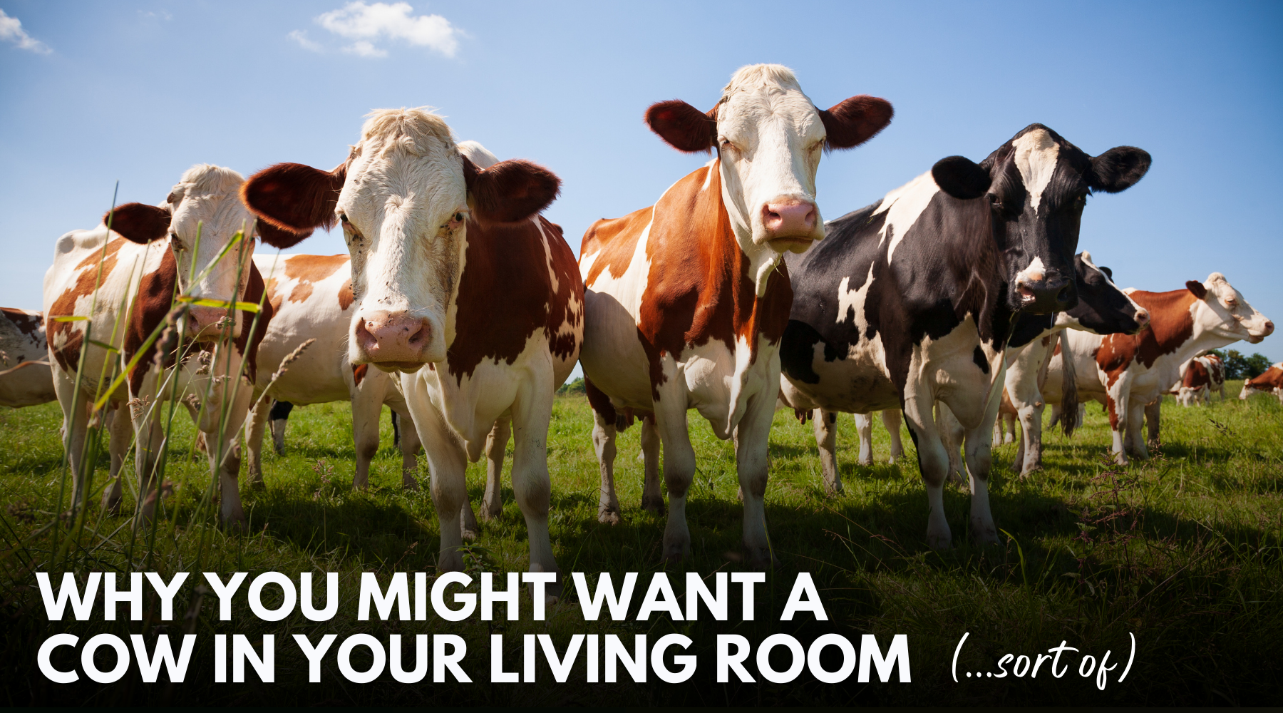 Gut Health and the Farm Effect: Building a Stronger Microbiome for You and Your Dog