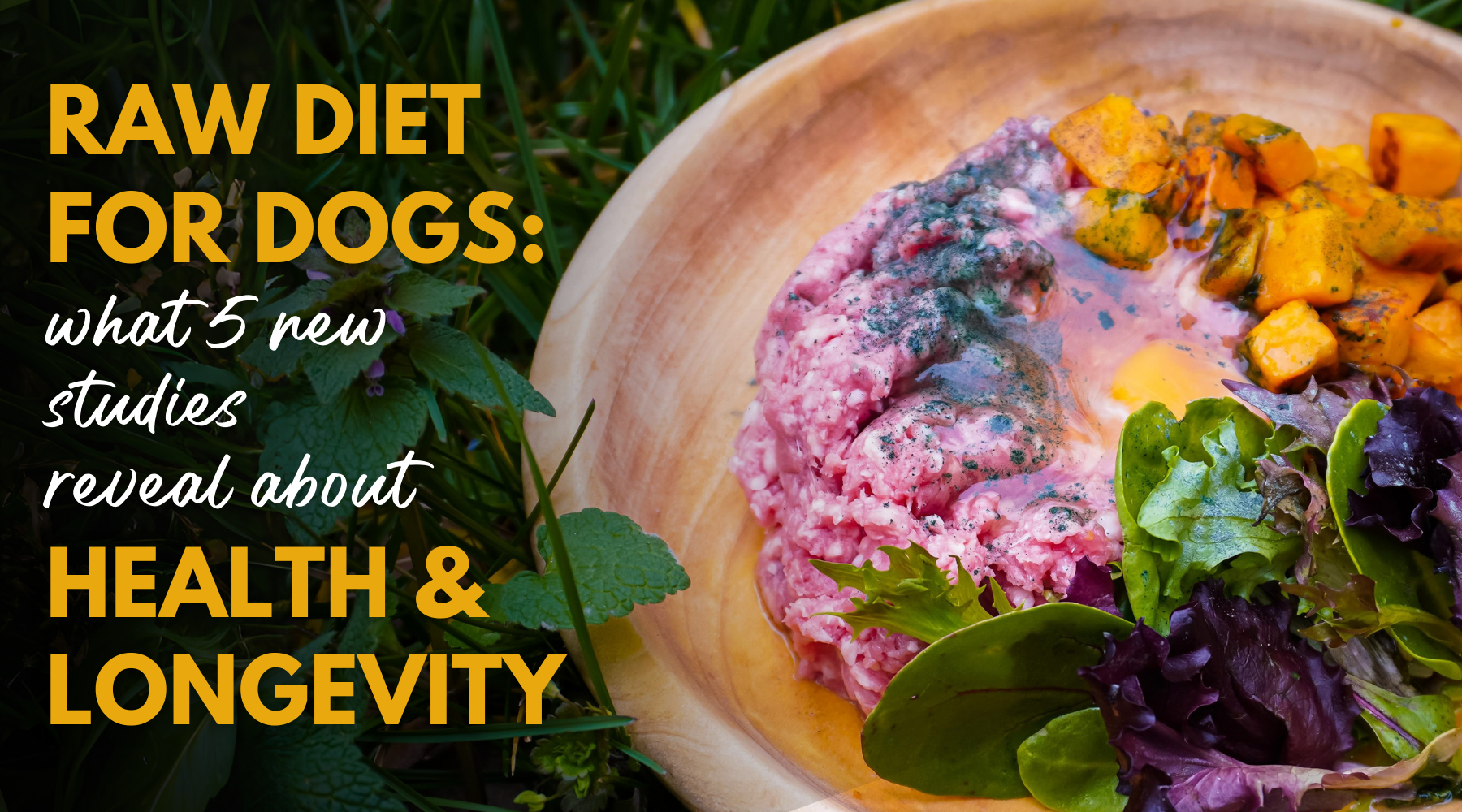 Raw Diet For Dogs: What 5 New Studies Reveal About Health and Longevity