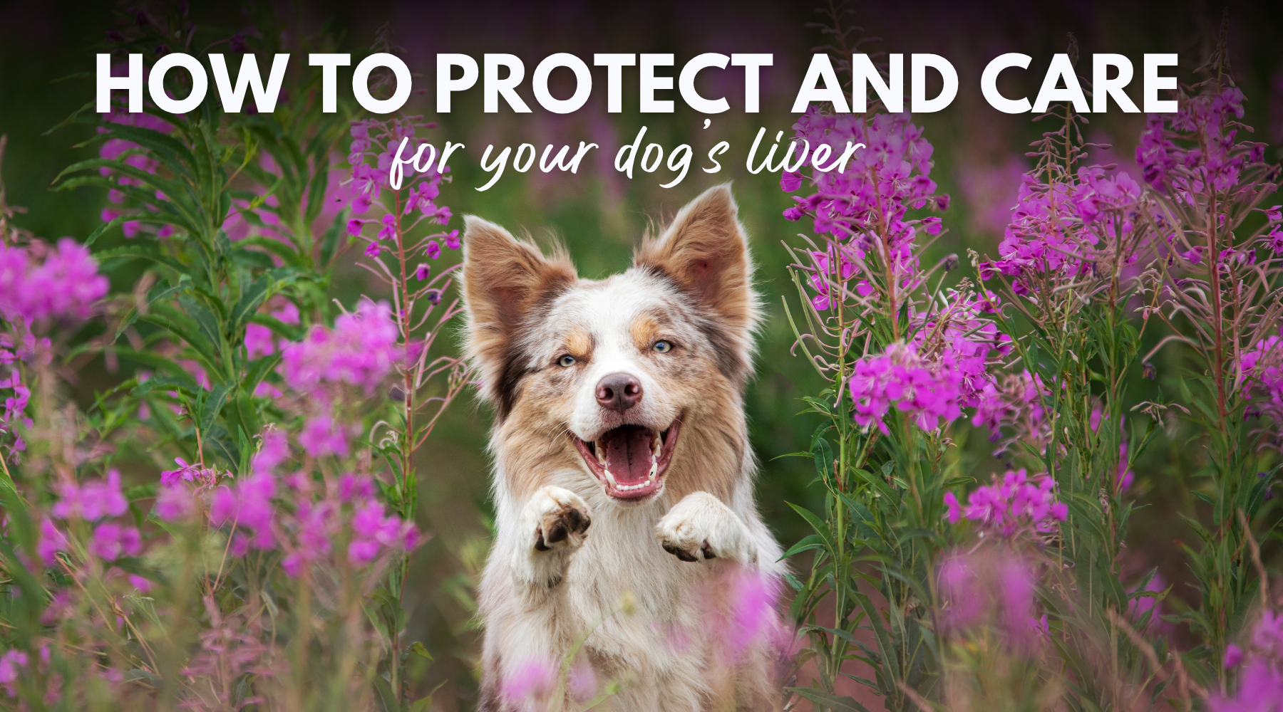 How to Protect and Care for Your Dog’s Liver