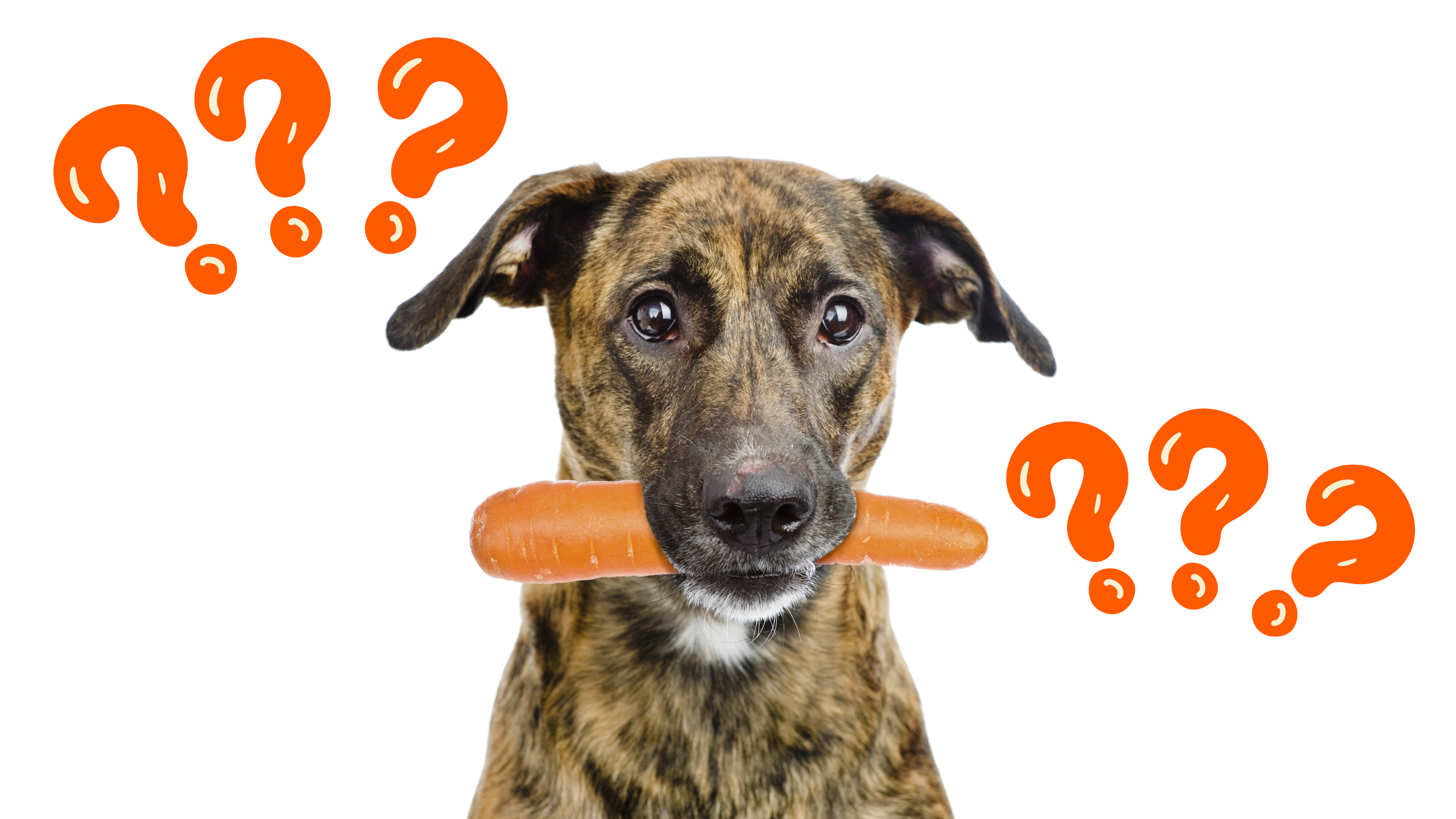 Can dogs sales have raw carrots