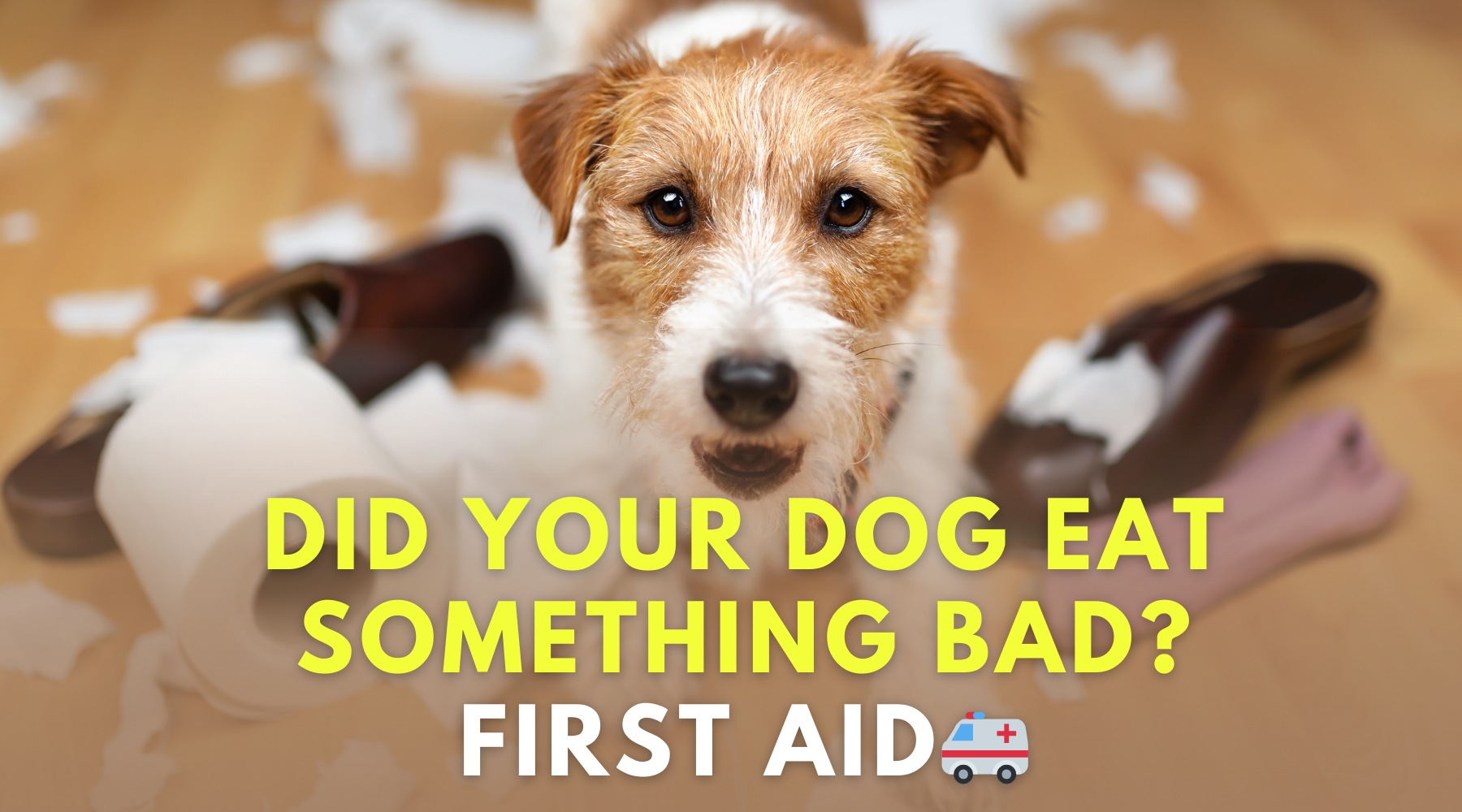 How to Make a Dog Throw Up: Best Way to Prevent Surgery if Your Dog Ate a Foreign Object