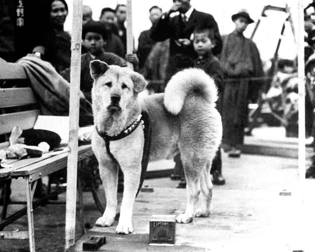 額装「忠犬」Dogs are very loyal Hachiko: The Story of Tokyo's Famous Loyal Dog | DMM英会話