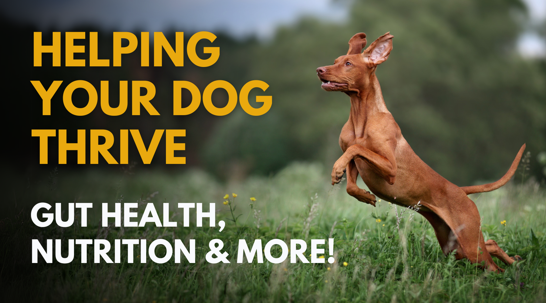 Gut Health, Nutrition & More! – Dr. Dobias Healing Solutions
