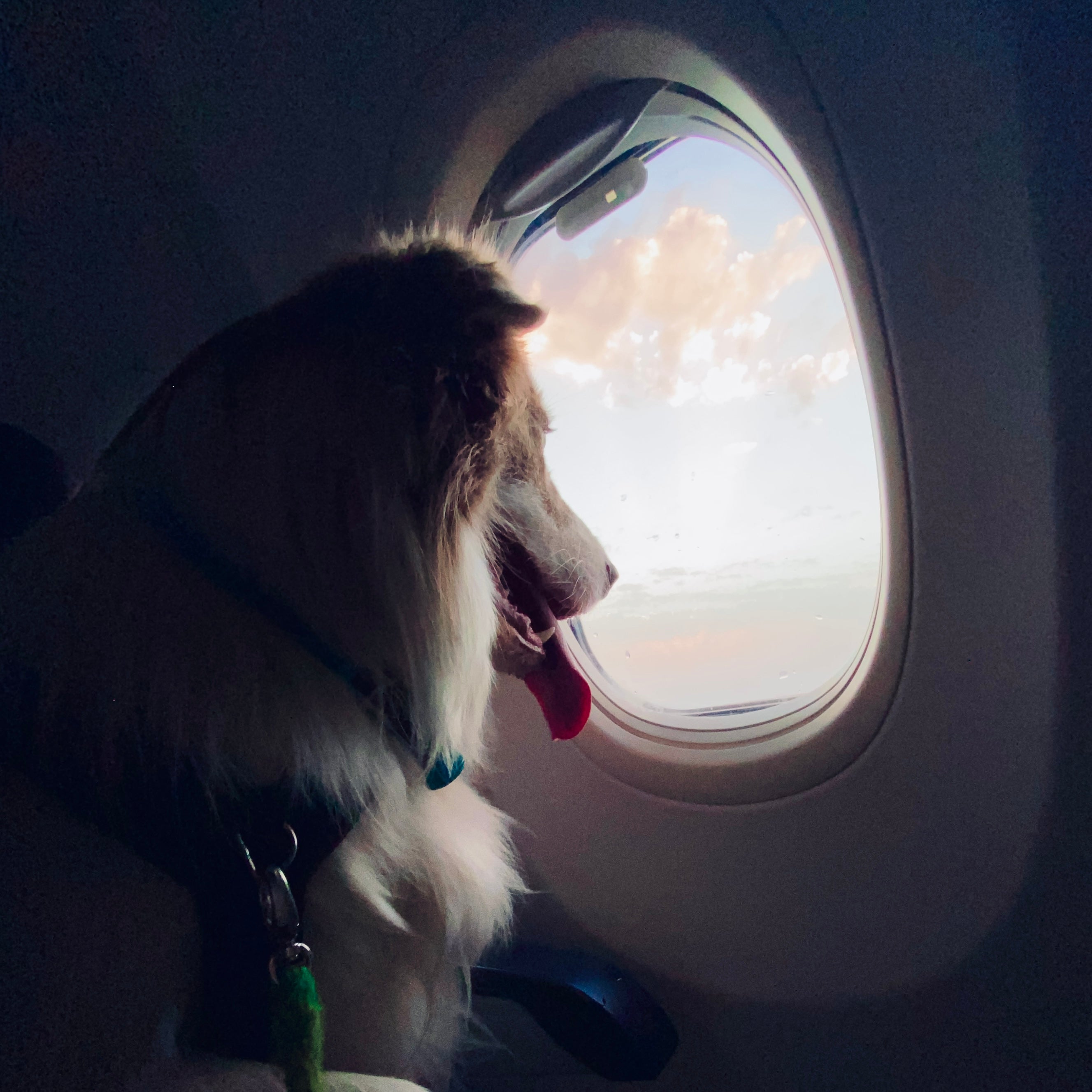 Why I Can Fly With My Dog In The Cabin – Dr. Dobias Natural Healing