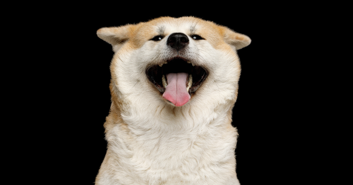 Dog Panting at Night Causes Treatments Dr. Dobias Natural Healing