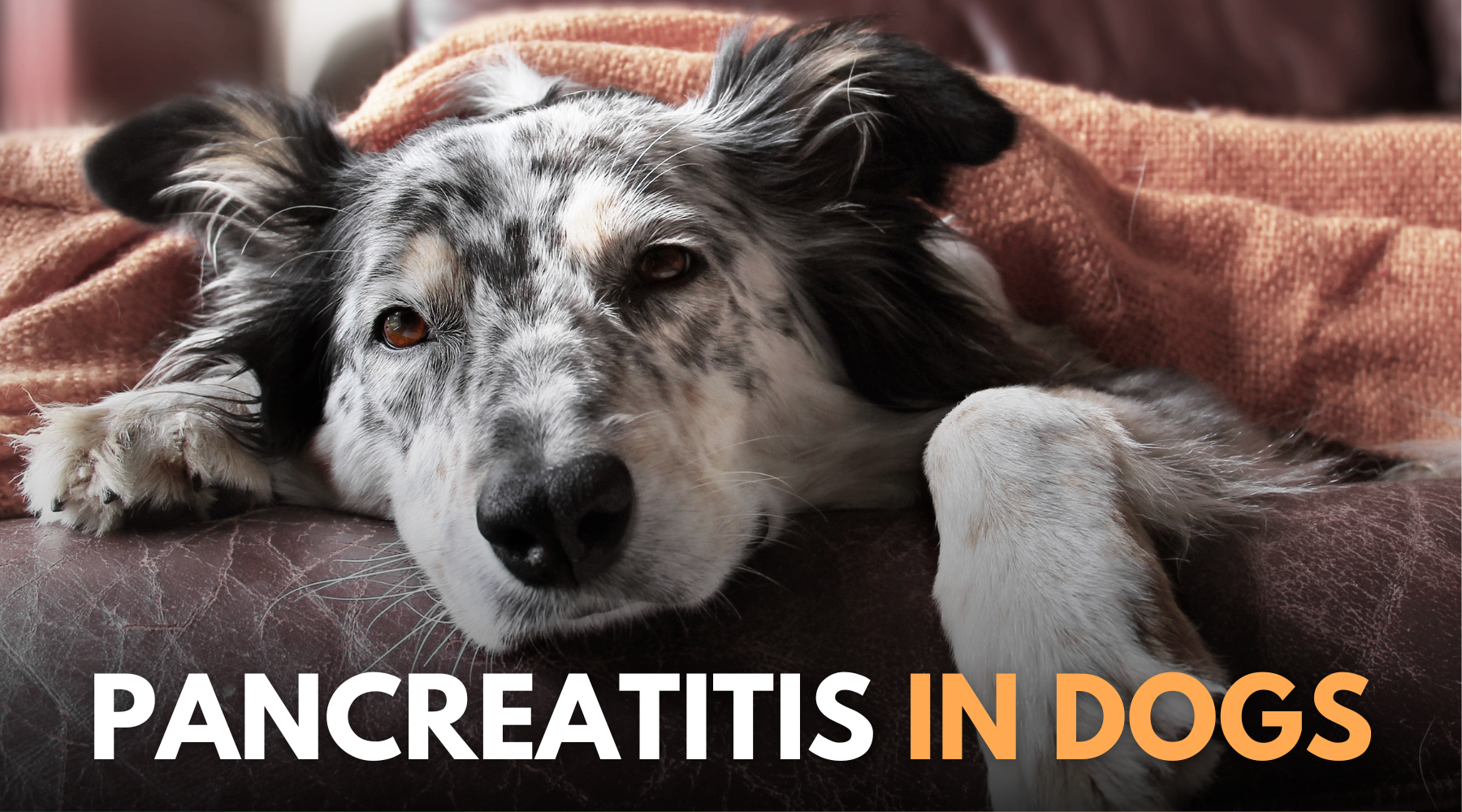 Pancreatitis in dogs treatment hotsell