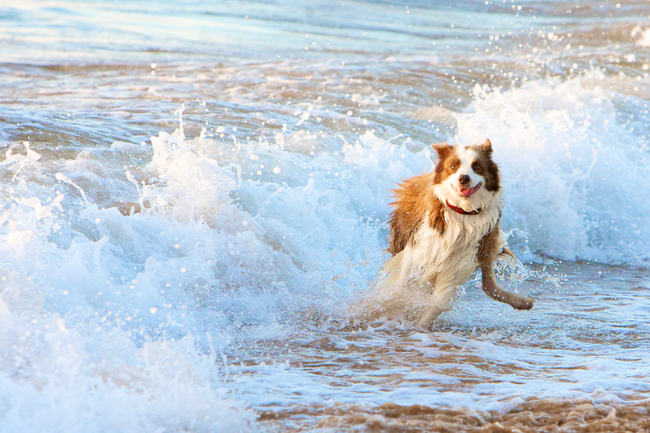A natural cleanse protocol to keep your dog healthy