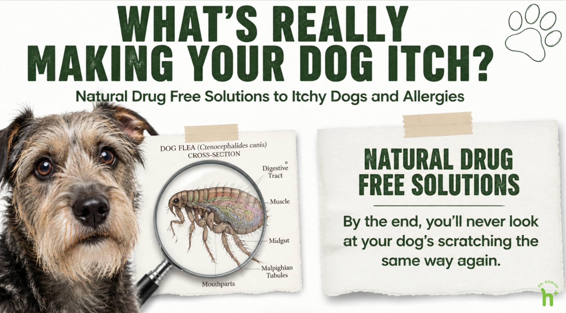 Allergies and Itchy Dogs