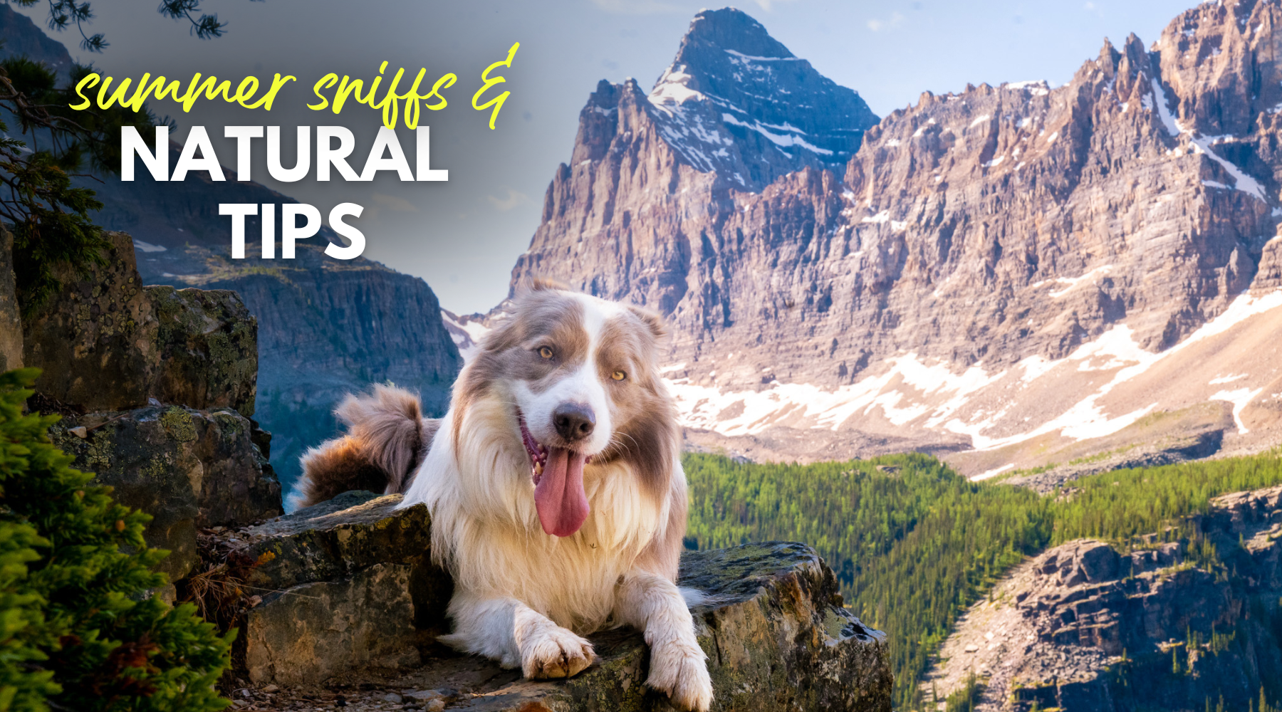 Summer Sniffs & Natural Tips – Dr. Dobias Healing Solutions