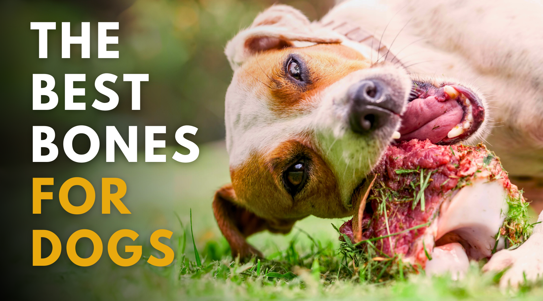 The Best Bones for Dogs: Top Healthy & Safe Chew Choices