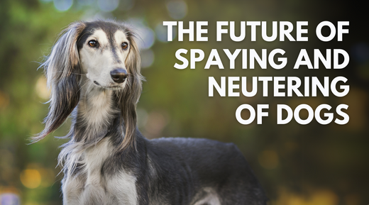 The Future of Spaying and Neutering of Dogs – Dr. Dobias Natural Healing
