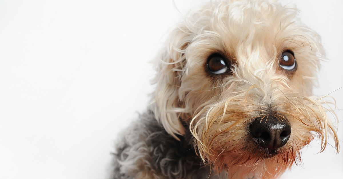 Incontinence dogs natural sales treatments