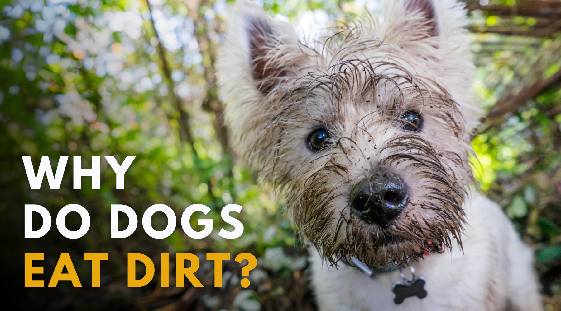 Why do dogs eat dirt? How to stop your dog – Dr. Dobias Healing Solutions