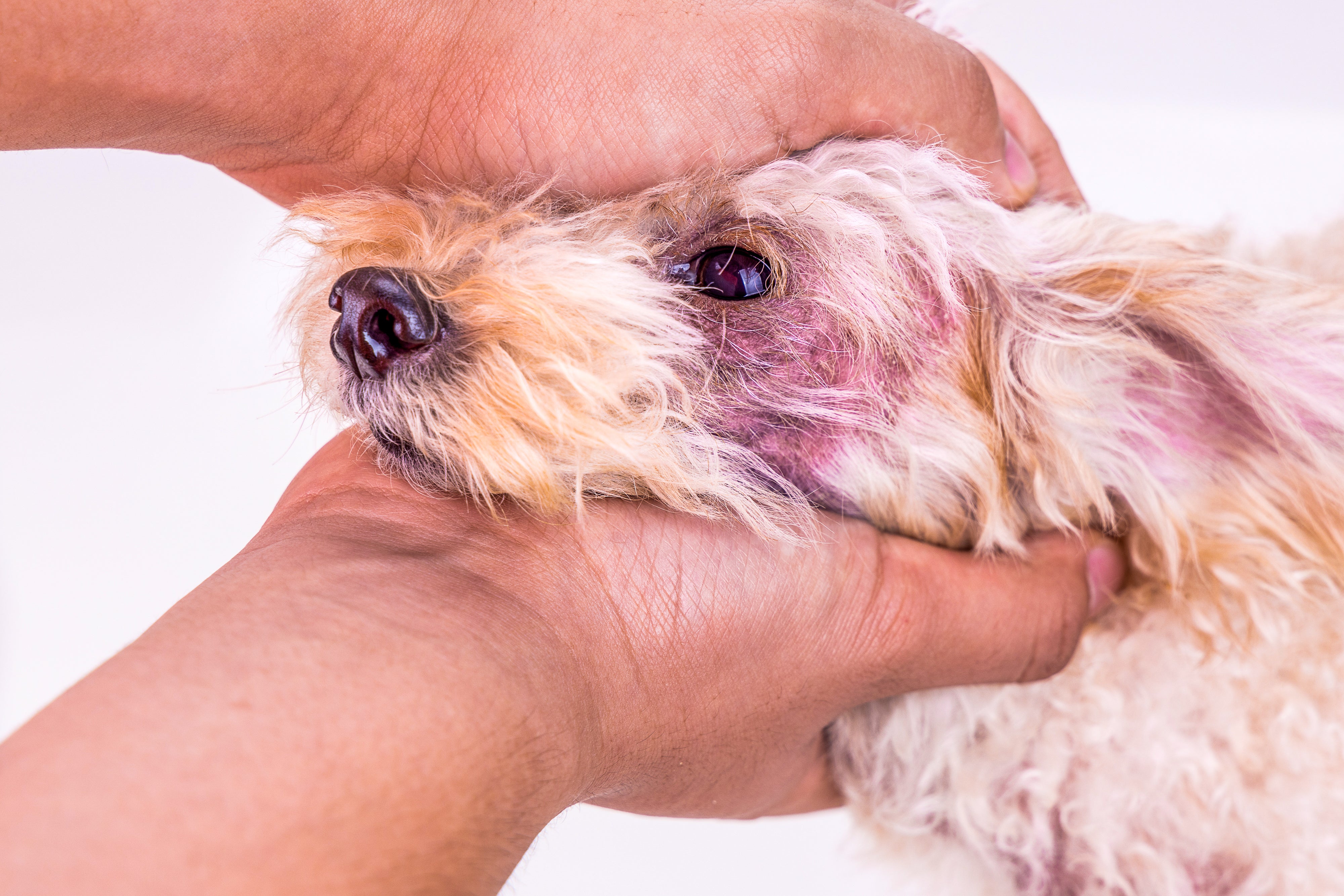 9 Steps to treat your dog's skin yeast infection | Dr. Dobias – Dr. Dobias  Natural Healing