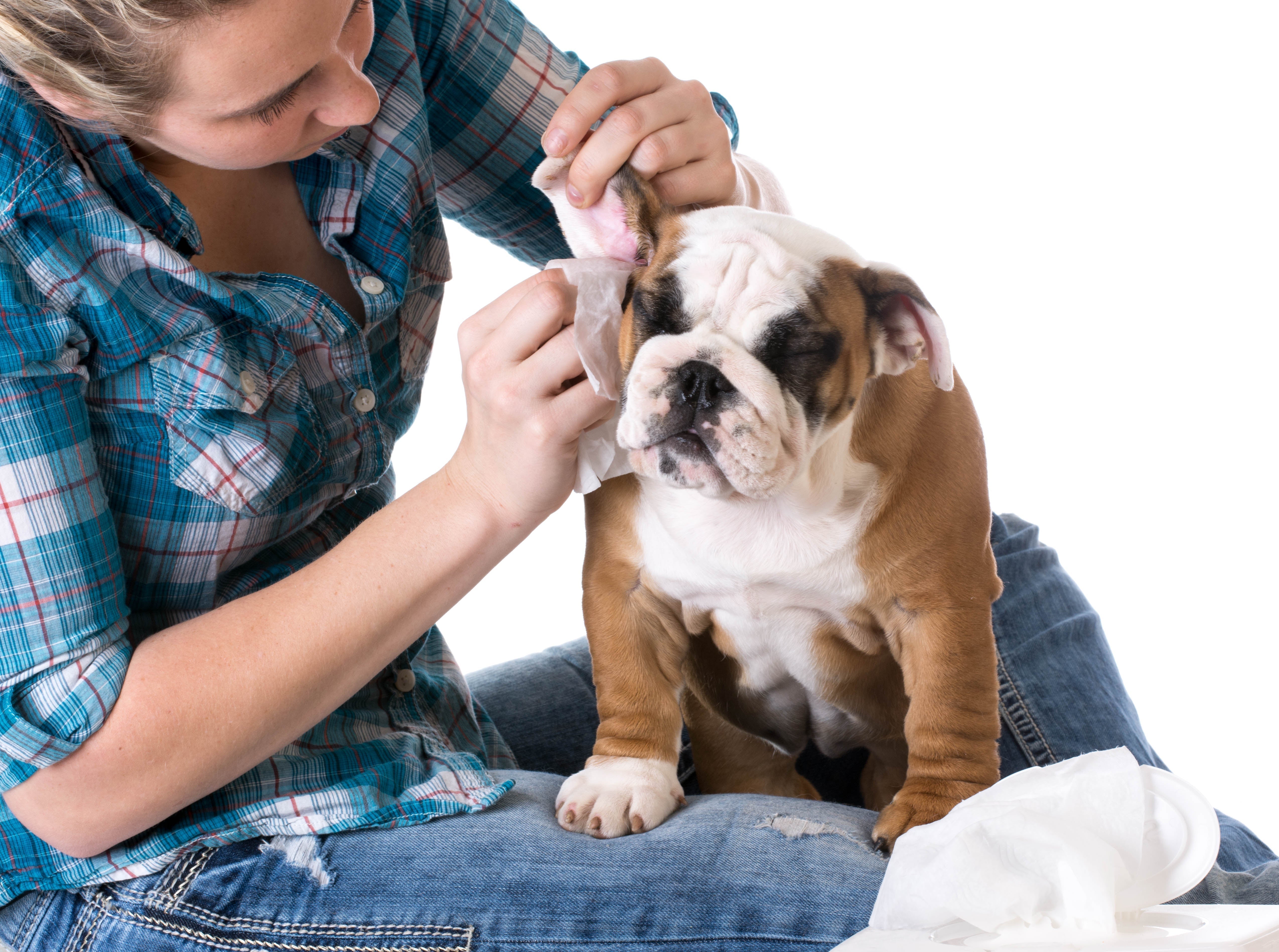 Fashion at home ear infection treatment for dogs