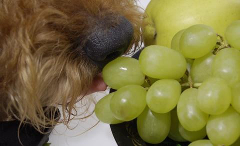 what happens to dogs when they eat grapes